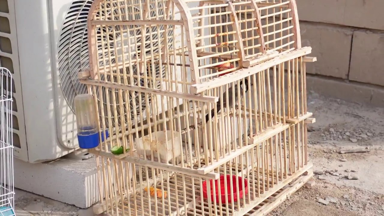 شلون تخلي البلبل الوحشي يامن  داخل القفص وتشميس ألبلابل