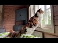 Maine Coon Cat: Six Months In a Remote Location