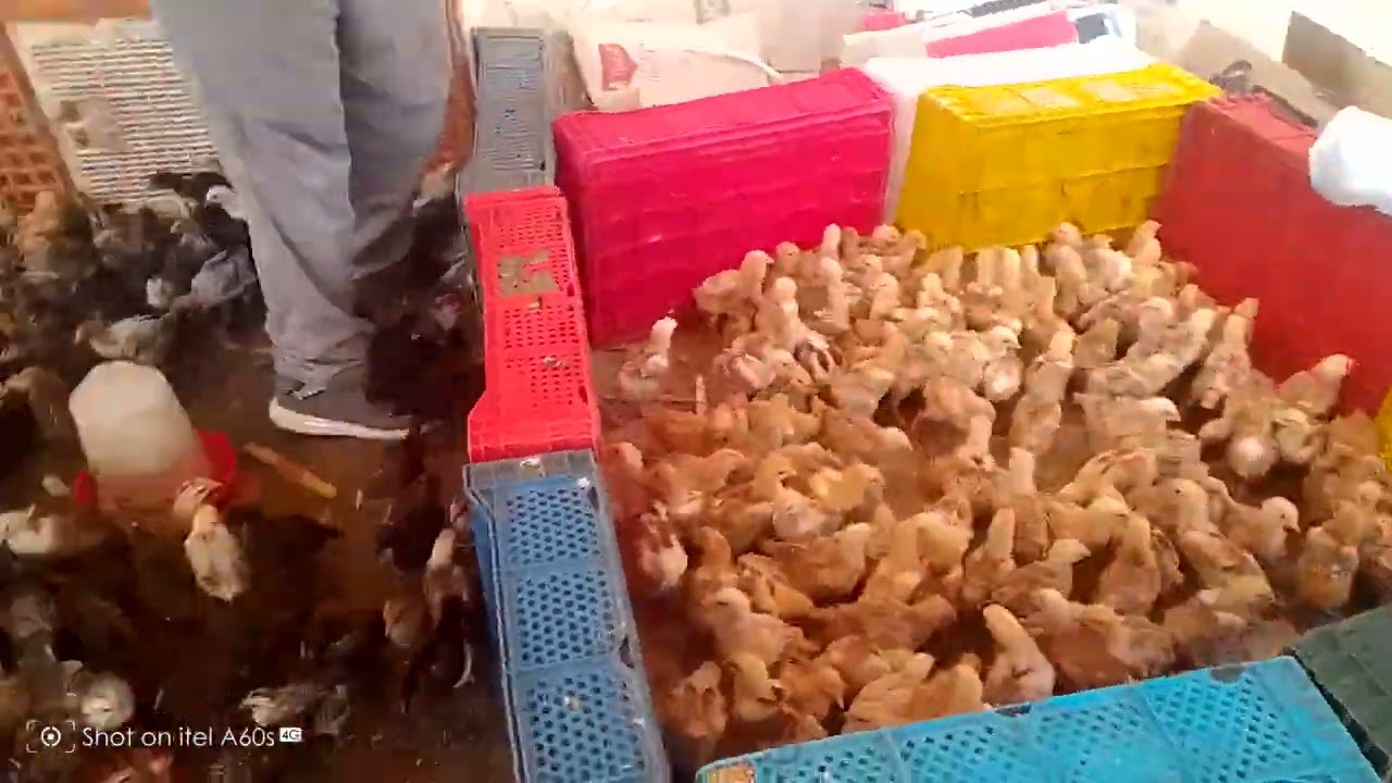 اثمنه جد مناسبه 🐤 ديال فلالس في سوق الاربعاء ديال الكوارث مدينه طنجه