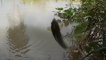 Ngày mưa bão đi câu cá rô đồng, cá mè, cá chốt và cái kết / T66