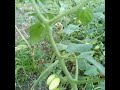 IT'S A TOMATO JUNGLE OUT HERE.