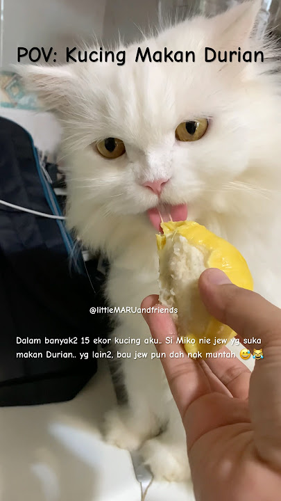 Kucing aku yg satu nie.. Kalau makan Durian.. xingat yg lain dah 🤪😹😋 #cat #kucing #durian #short
