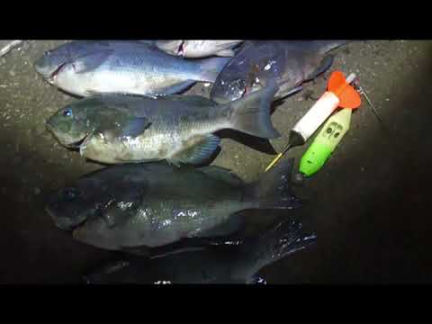 カゴ釣りで狙うメジナ