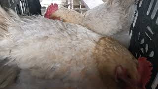 4K Hd Close Up Shooting Two Chickens Lay Eggs In A Hen House, Which Chicken Do You Like
