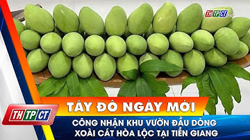 Công nhận Khu vườn đầu dòng xoài cát Hòa Lộc tại Tiền Giang | Cần Thơ TV