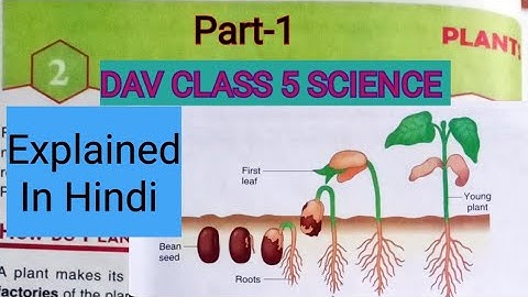 Plants DAV Class 5 Science Chapter 2 Plants Explained in Hindi Part-1/ADARSH 999