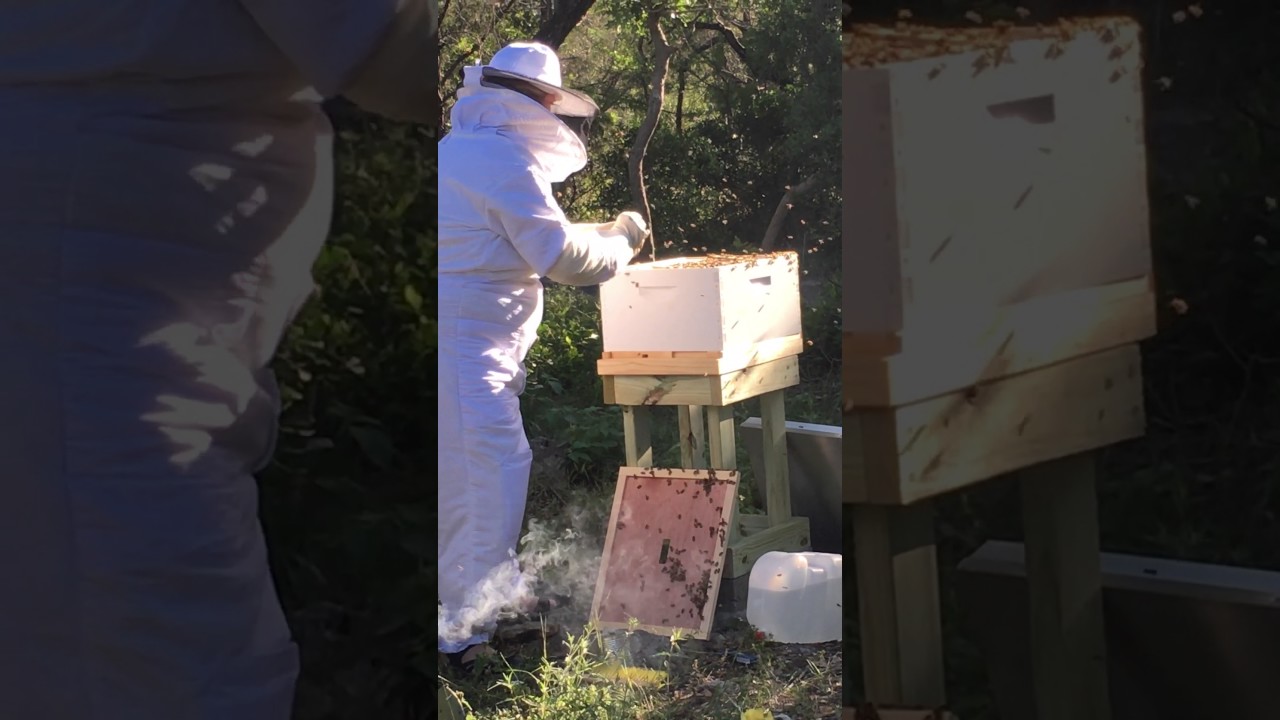 Setting up queen cage YouTube