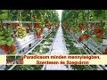 Paradicsom minden mennyiségben, Szentesen és Szegváron