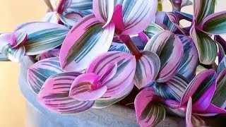 How To Grow Super Colorful Tradescantia Plants! - YouTube