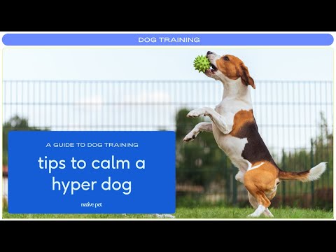 Video: Come calmare il tuo Hyper Dog