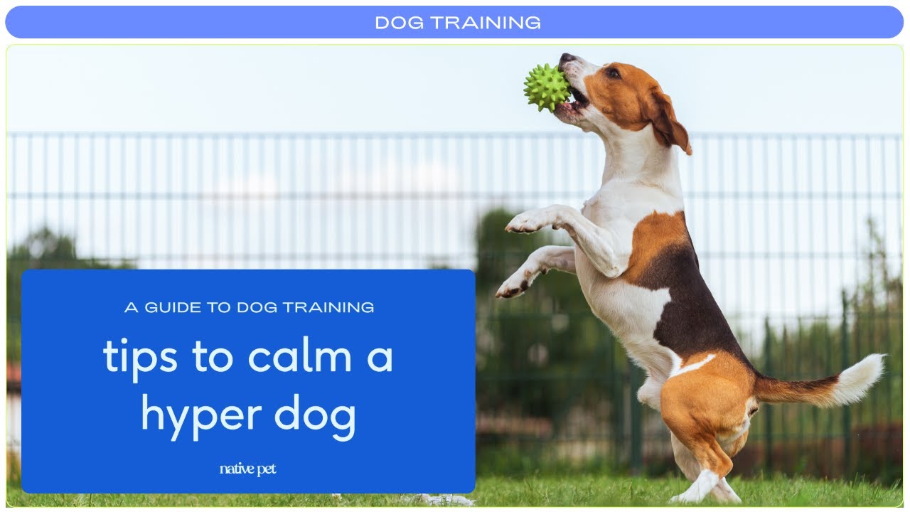 5 Tips to Calm Down a Hyperactive or Anxious Dog - GoodRx