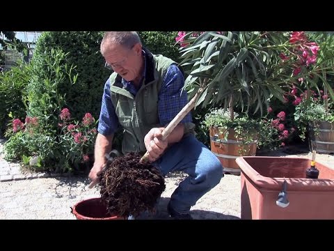 Video: Winterharte Yucca-Pflanzen - Tipps zum Anbau von Yucca in den Regionen der Zone 7