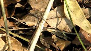 オツネントンボSympecma Paedisca Paedisca 2009 Video 03