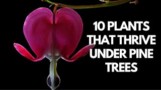 10 Plants That Thrive Under Pine Trees