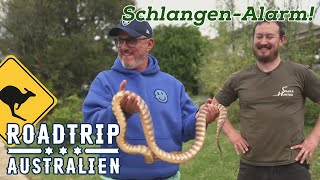 SCHEI**E der hat schon eine Schlange!" Giftige Überraschungen in Diamond Creek