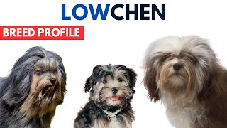 Lowchen Dog Breed Profile History  Price  Traits  Löwchen Dog Grooming Needs  Lifespan