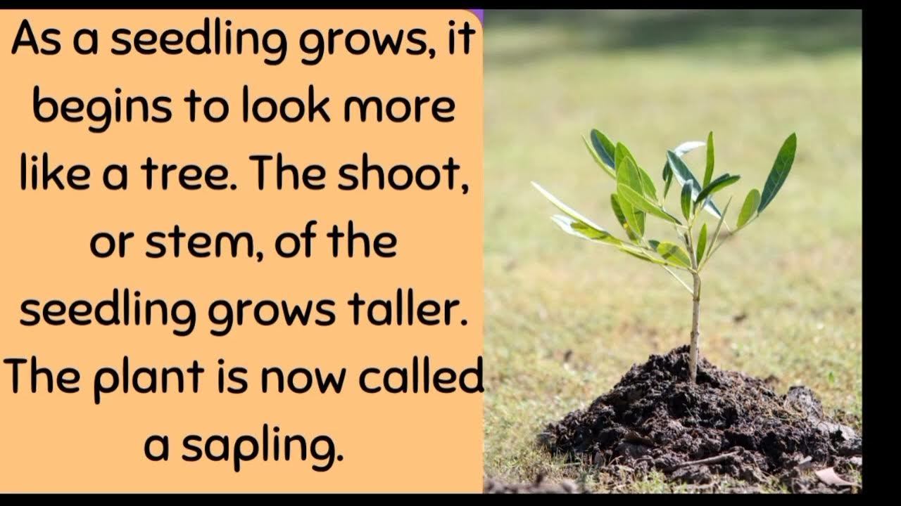 HOW DO TINY SEEDS TURN INTO A GIANT TREE & WHY DO SOME PLANTS HAVE