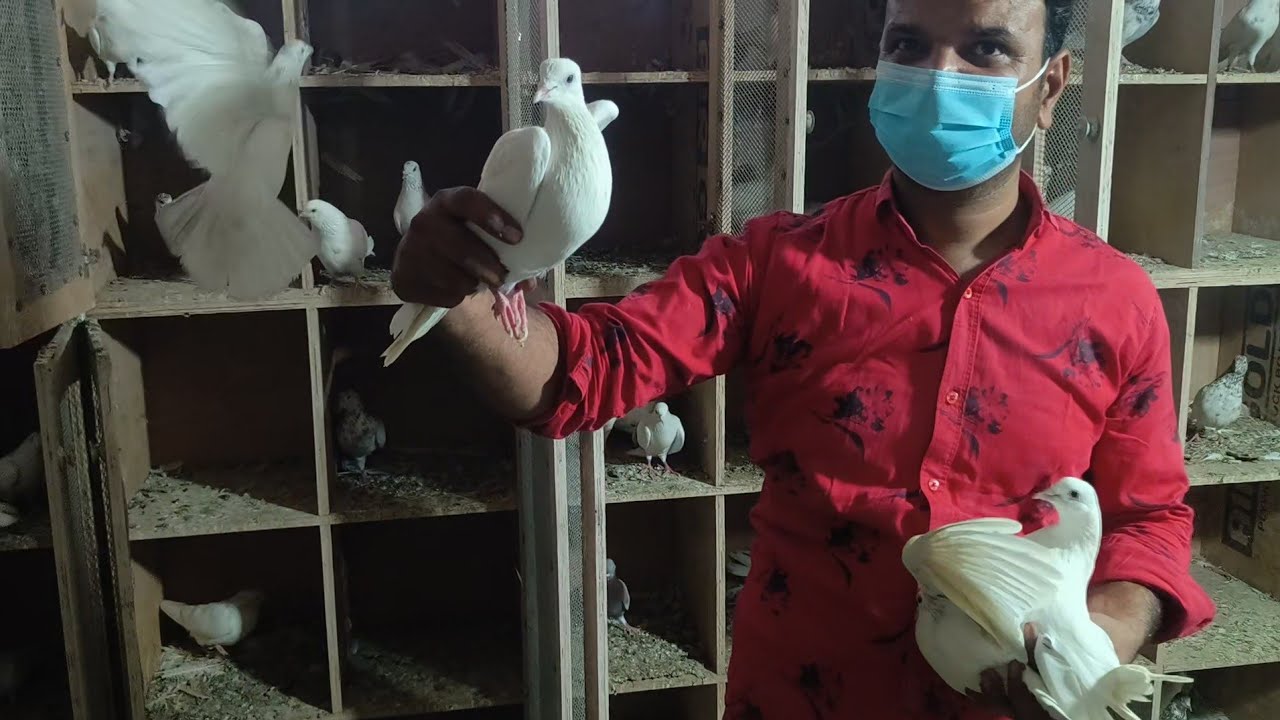 Shazad loni kabutar shop kabootar market loni sehzad pet shop