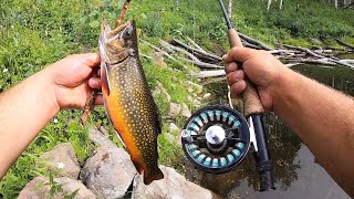 CATCH & COOK WILD Mountain BROOK TROUT!!