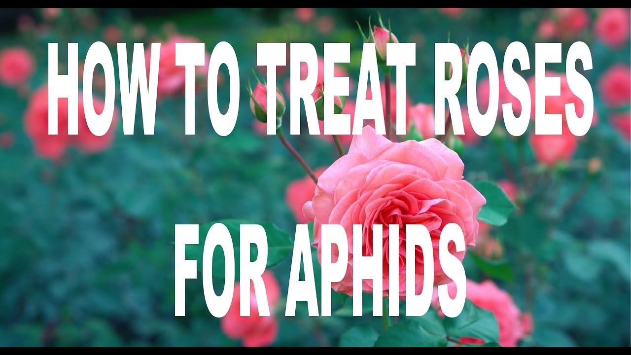 Li W TV 212 How To Treat Roses For Aphids li-w-tv-212-how-to-treat-roses-for-aphids