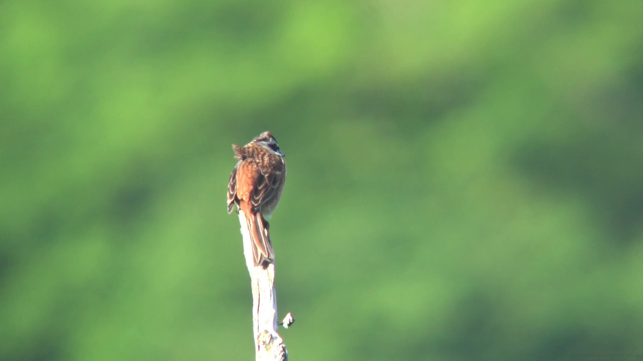 [4K] ホオジロ（2）4K/30P/ソニー（胎内市） - Meadow Bunting - Wild Bird - 野鳥 動画図鑑