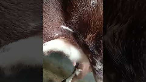 Simental Top Banget || Sapi Induk Simental || #Shorts