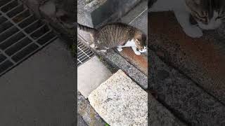 2026年6月1日(猫④) - YouTube