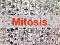 Mitosis and Cell Cycle Concepts