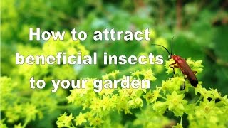 Attracting Beneficial Insects using Flower Borders