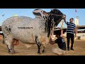 Biggest Qurbani Bulls of UDF Cattle Farm Collection 2023 #biggest_bull #cow #bakra_mandi