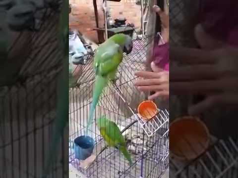 parrot can speak khmer language (in cambodia)សេកអាត់ចេះនិយាយ parrot can speak khmer language (in cambodia)សេកអាត់ចេះនិយាយ
