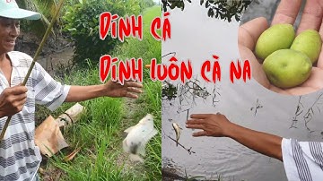 Hấp dẫn giật cá rô mùa nước nổi