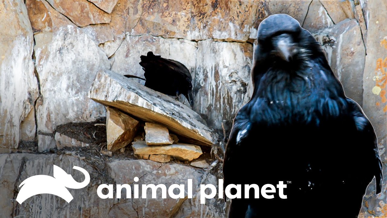 Corvos precisam usar instintos de sobrevivência | Parque Nacional Yellowstone | Animal Planet Brasil