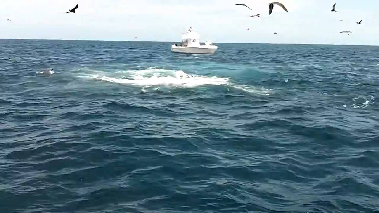 Panama - Tuna Frenzy at Hannibal Bank!