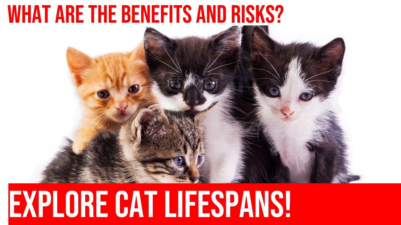 Outdoor vs Indoor Cats Which Lifestyle Has a Longer Lifespan? YouTube