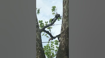A squirrel climbing up the tree, in the end, turning around and jump to another tree