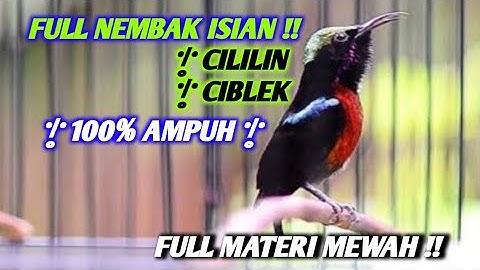 PANCINGAN KONIN GACOR FULL NEMBAK !! ISIAN TONJOLAN MEWAH - AMPUH BUAT MASTERAN BURUNG KONIN BAHAN