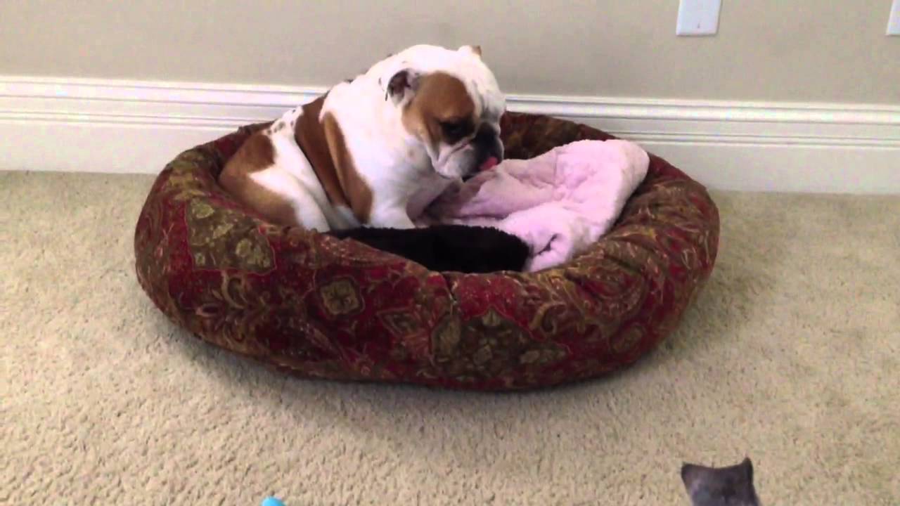 2 English bulldogs, a love story clips for crocs