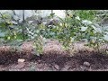 완숙왕토마토,대추방울토마토 재배방법과 젖순제거 하는방법