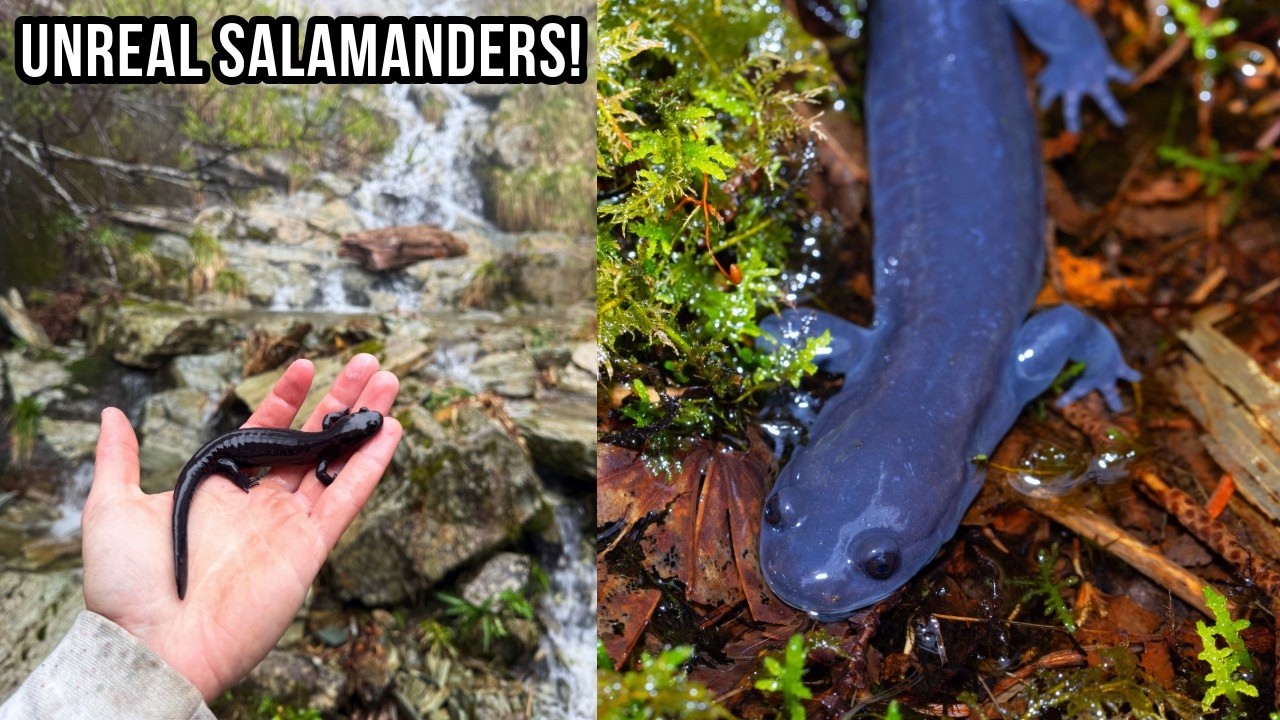 Japanese Salamander Road Trip! Herping From Rice Fields to