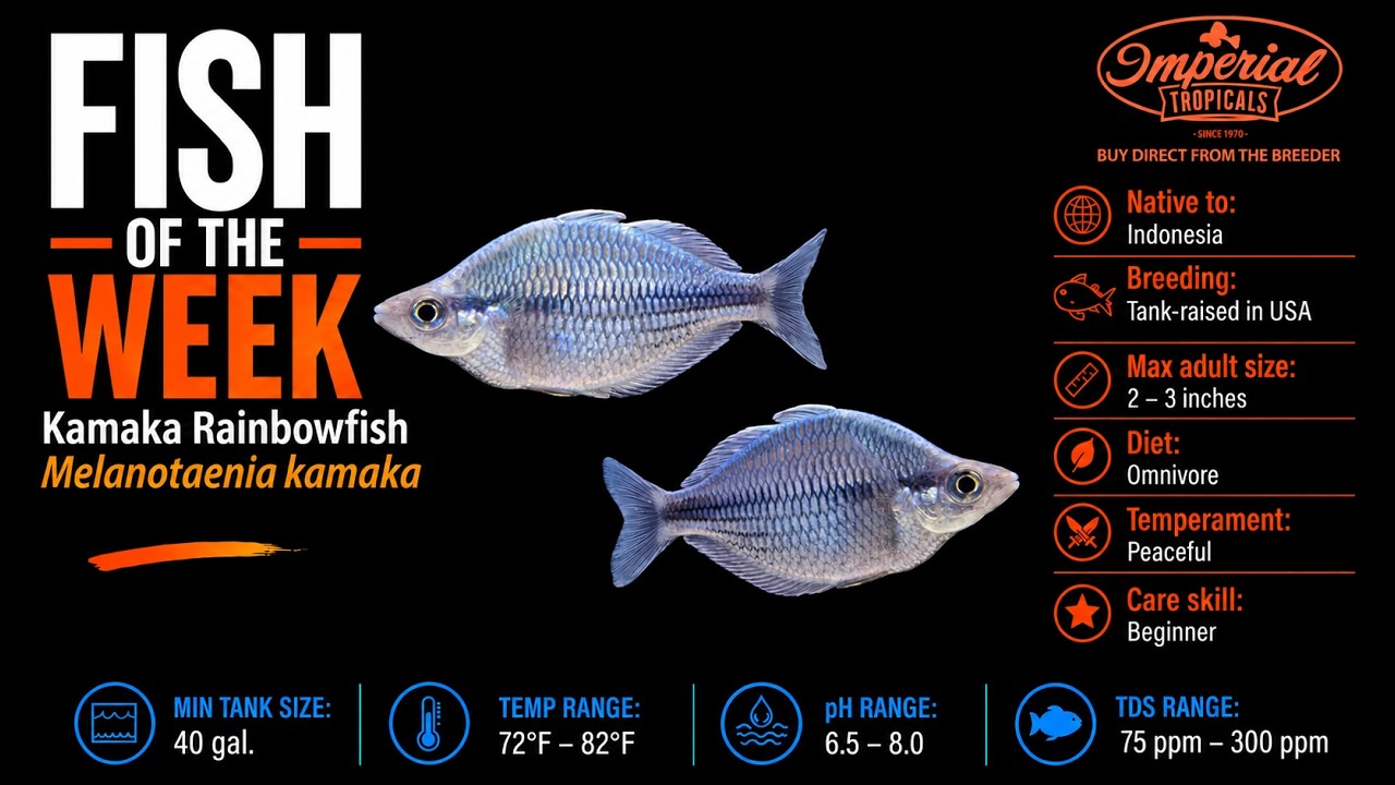 💯 ❤️ Fish of the Week: Kamaka Rainbowfish (Melanotaenia kamaka)   Stunning Steel-Blue Color! #fish