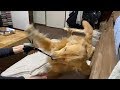 怒りながらお手をするゴールデン