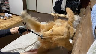 怒りながらお手をするゴールデン