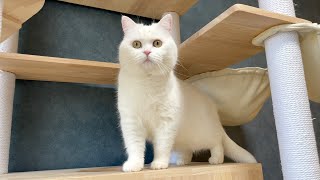 猫田にゃん です thumb001.png?height=720&