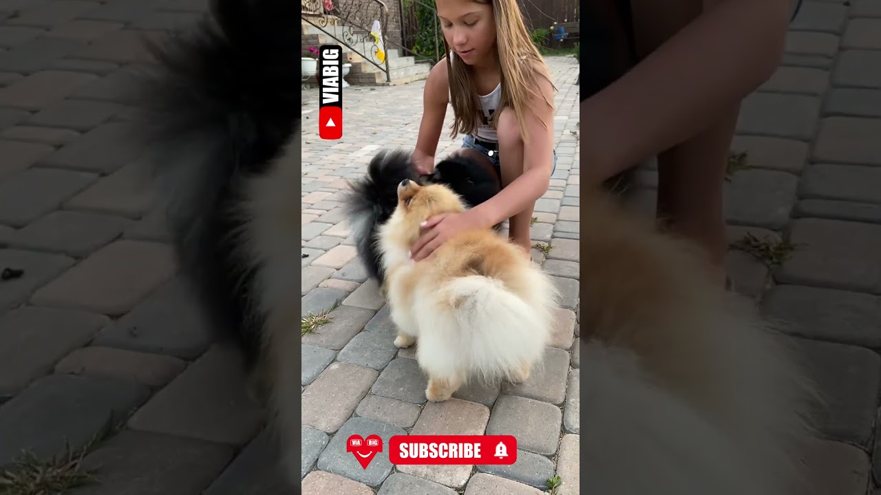 Little cute dogs 🐶 playing with girl in street