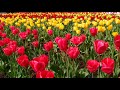 Romantic relaxing music and best nature background mu kosic love music romanticmusic relaxingmusi