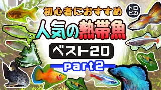 初心者におすすめ！人気の熱帯魚ベスト20！【その②】