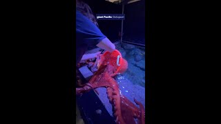 How to Weigh an Octopus