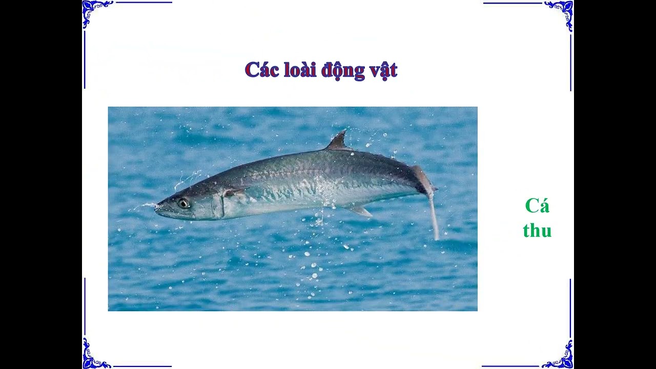 ĐỊA LÍ 8  BÀI 13 ĐẶC ĐIỂM CỦA SINH VẬT VÀ VẤN ĐỀ BẢO TỒN ĐA DẠNG SINH HỌC (tiết 1)