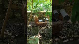 Unboxing Bibit Kelengkeng dan Sawo